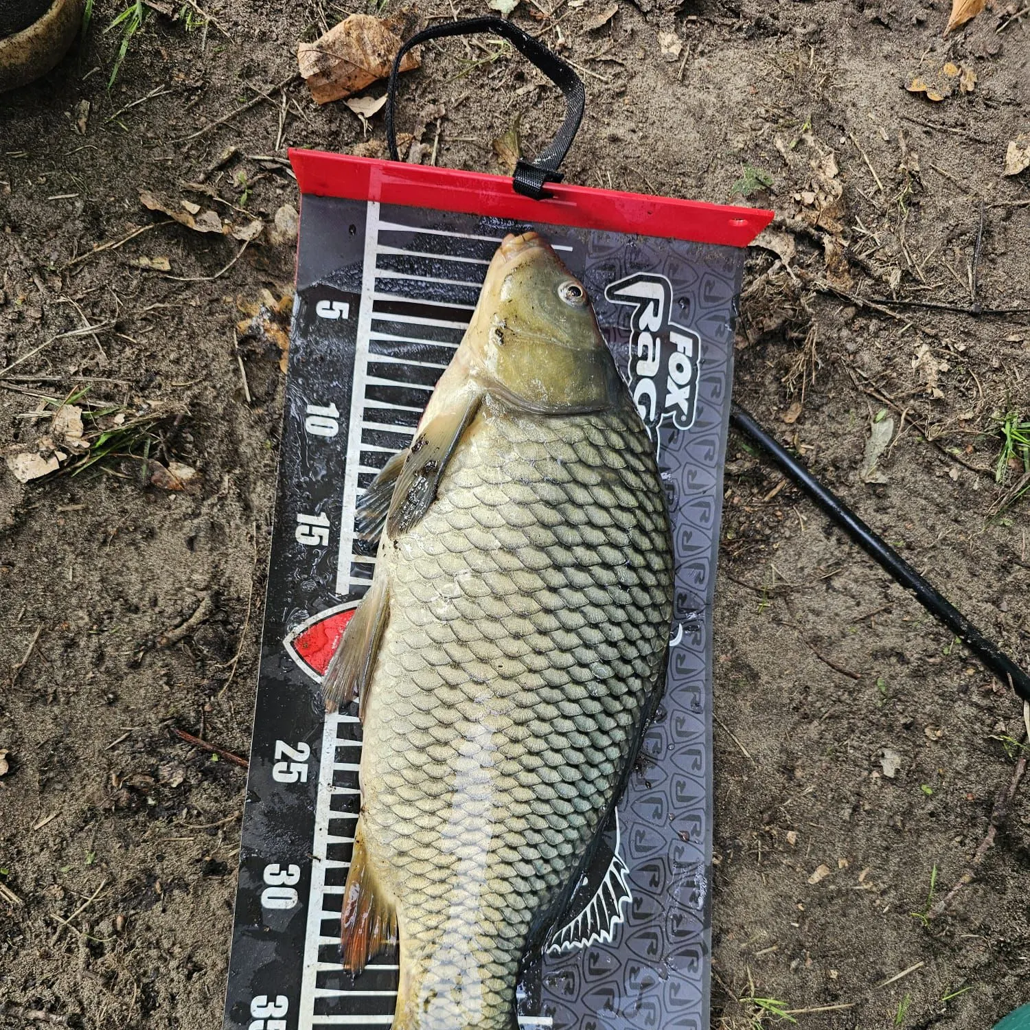 Fish caught on Fishbrain