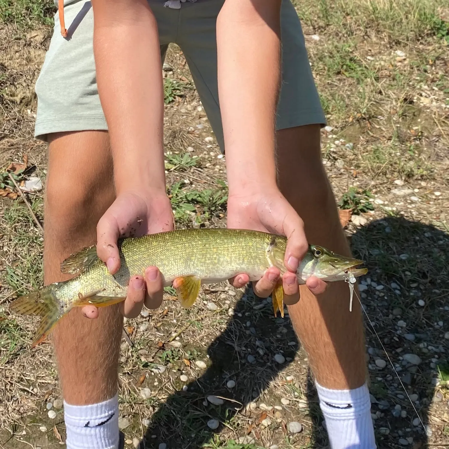 Northern pike caught on Fishbrain