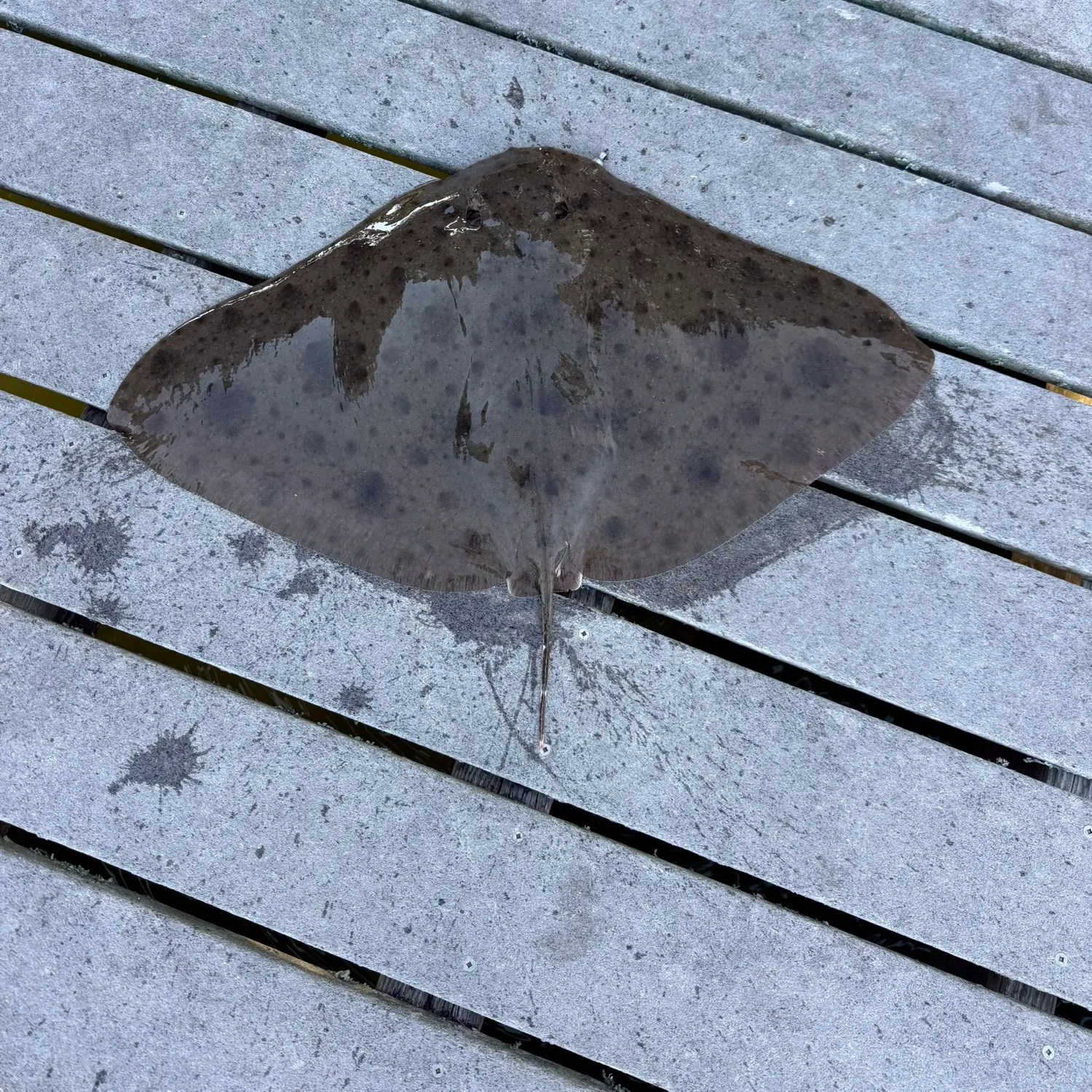 The most recent Spiny butterfly ray catches on Fishbrain
