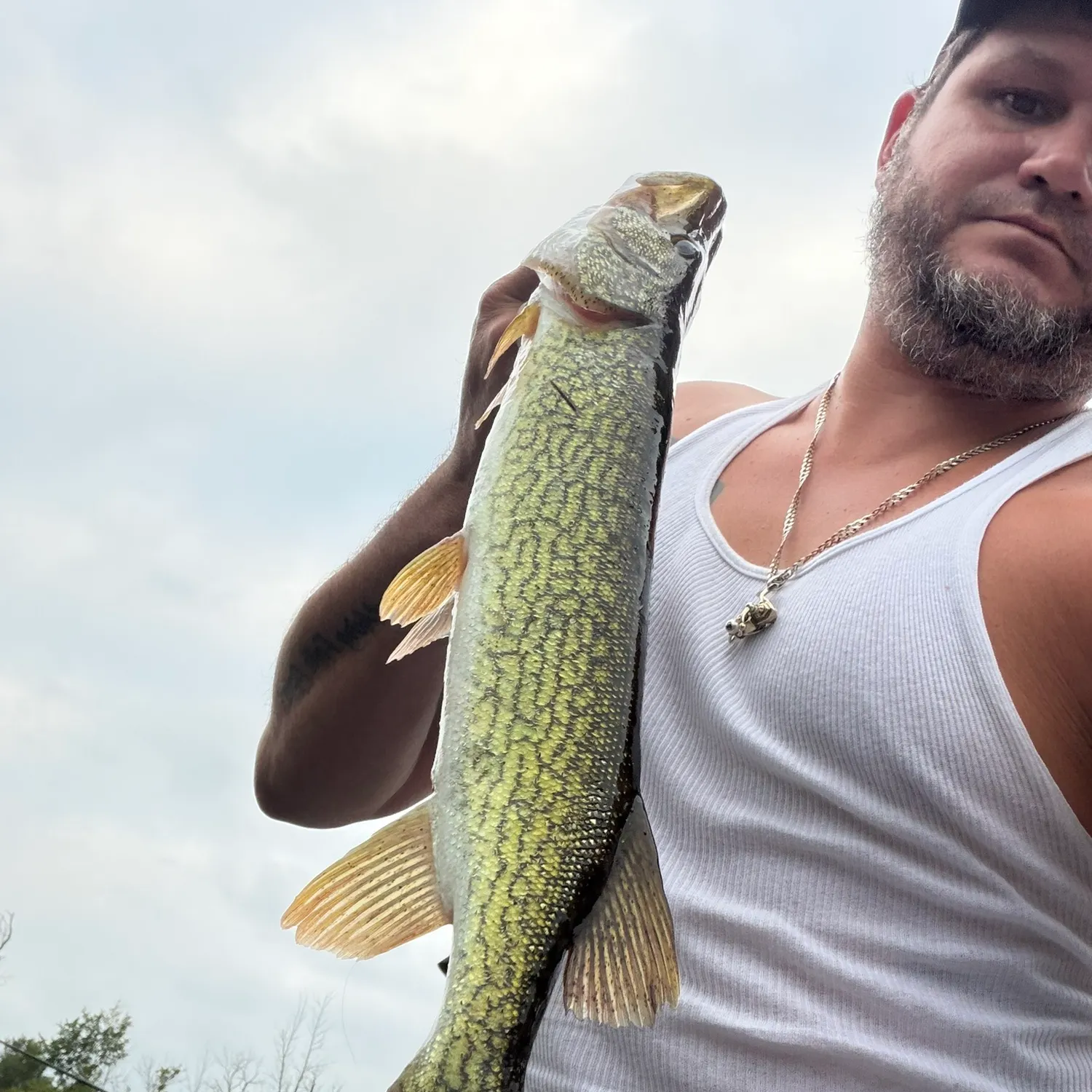 Chain pickerel caught on Fishbrain