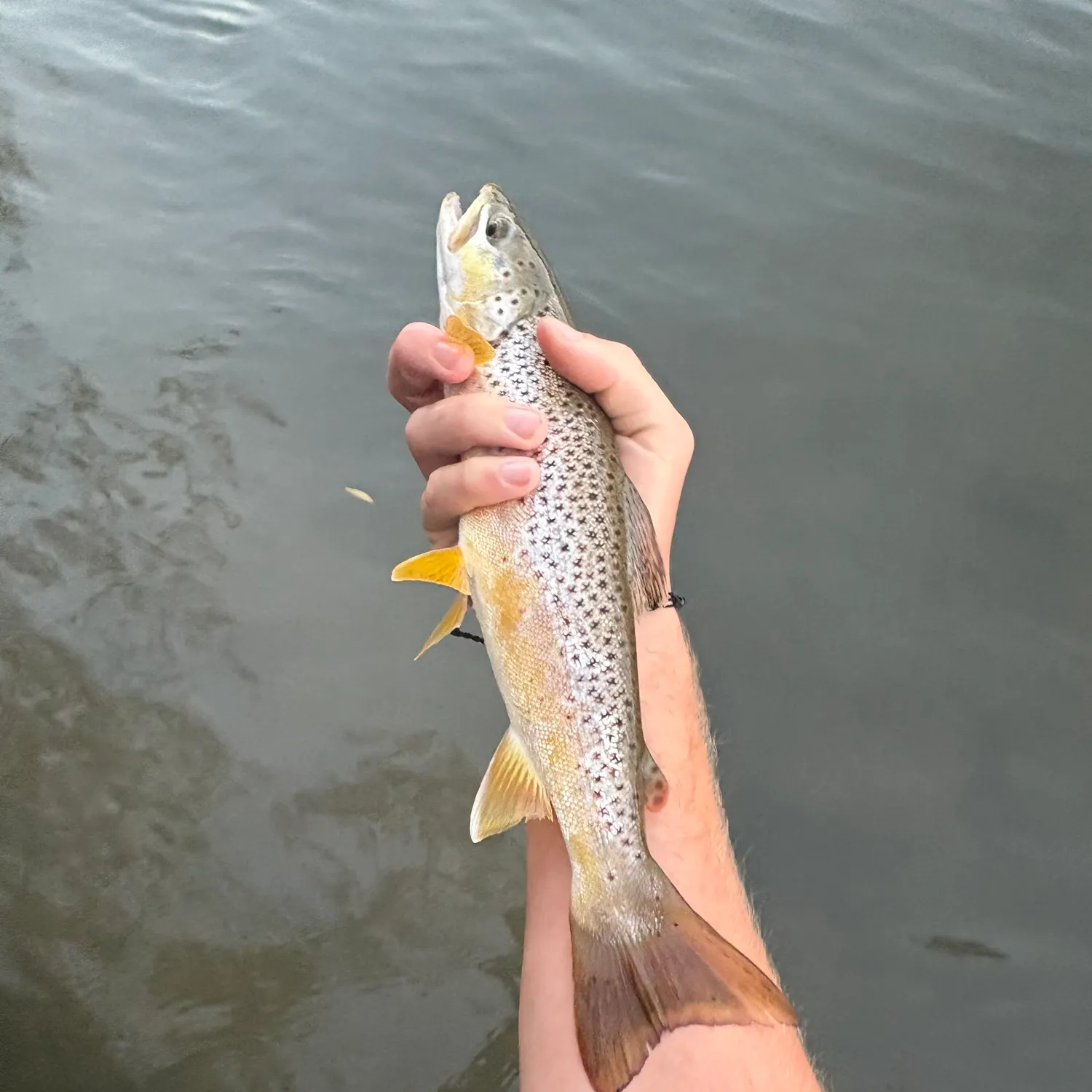 Brown trout caught on Fishbrain