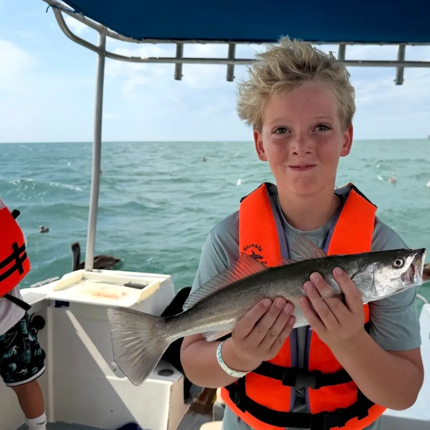 The most recent Silver seatrout catches on Fishbrain