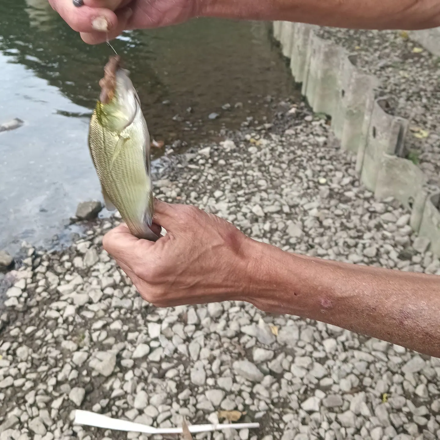 White perch caught on Fishbrain
