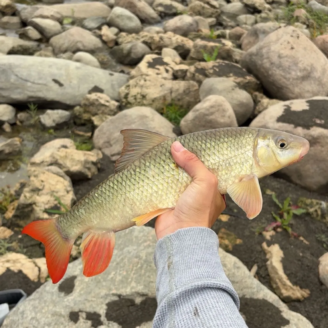 Shorthead redhorse caught on Fishbrain