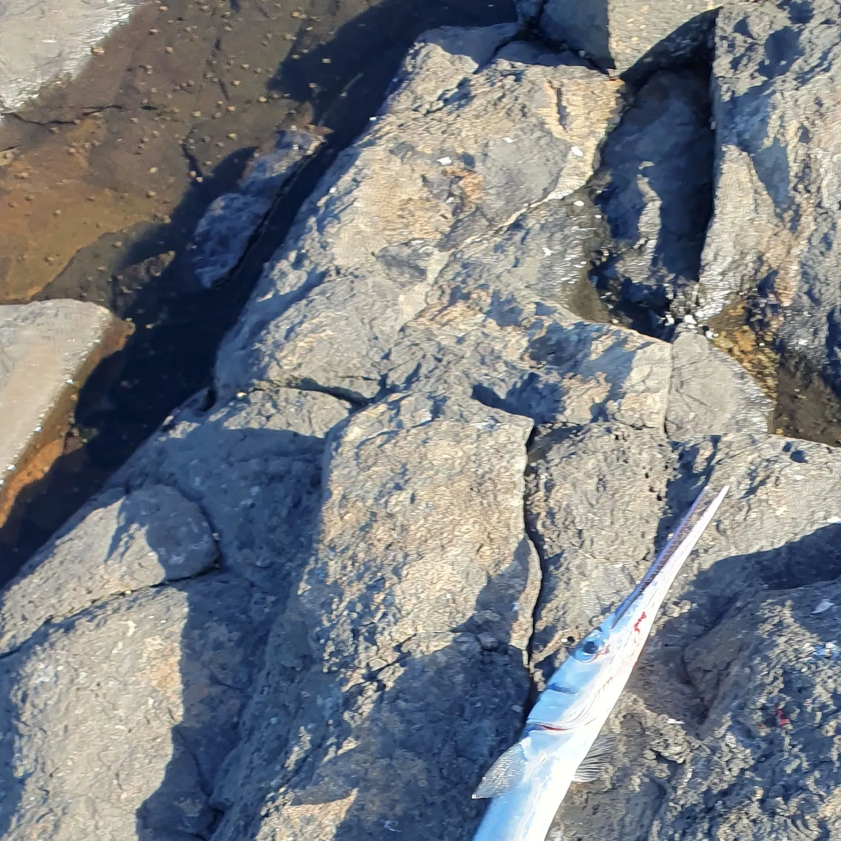 The most recent Agujon needlefish catches on Fishbrain