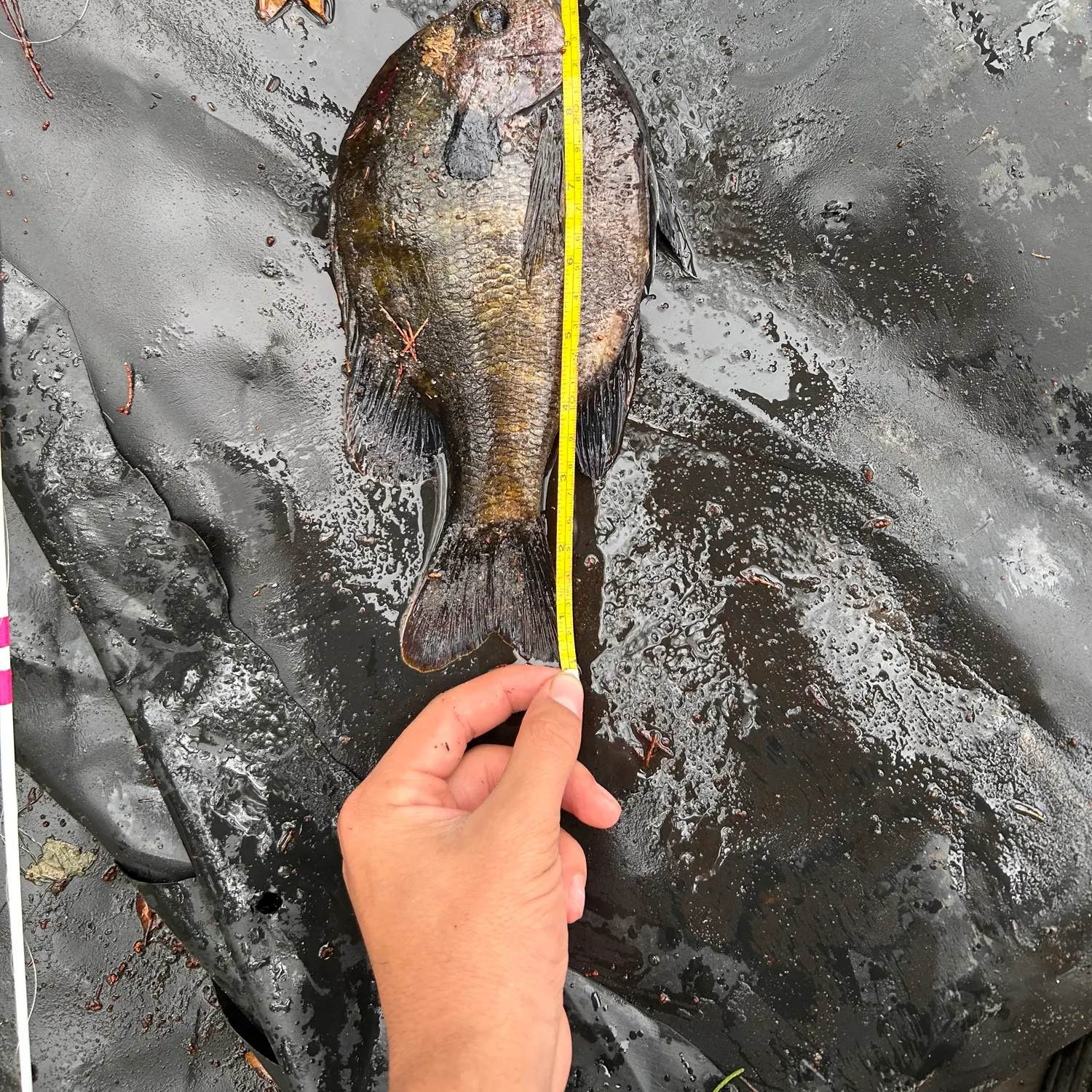 recently logged catches