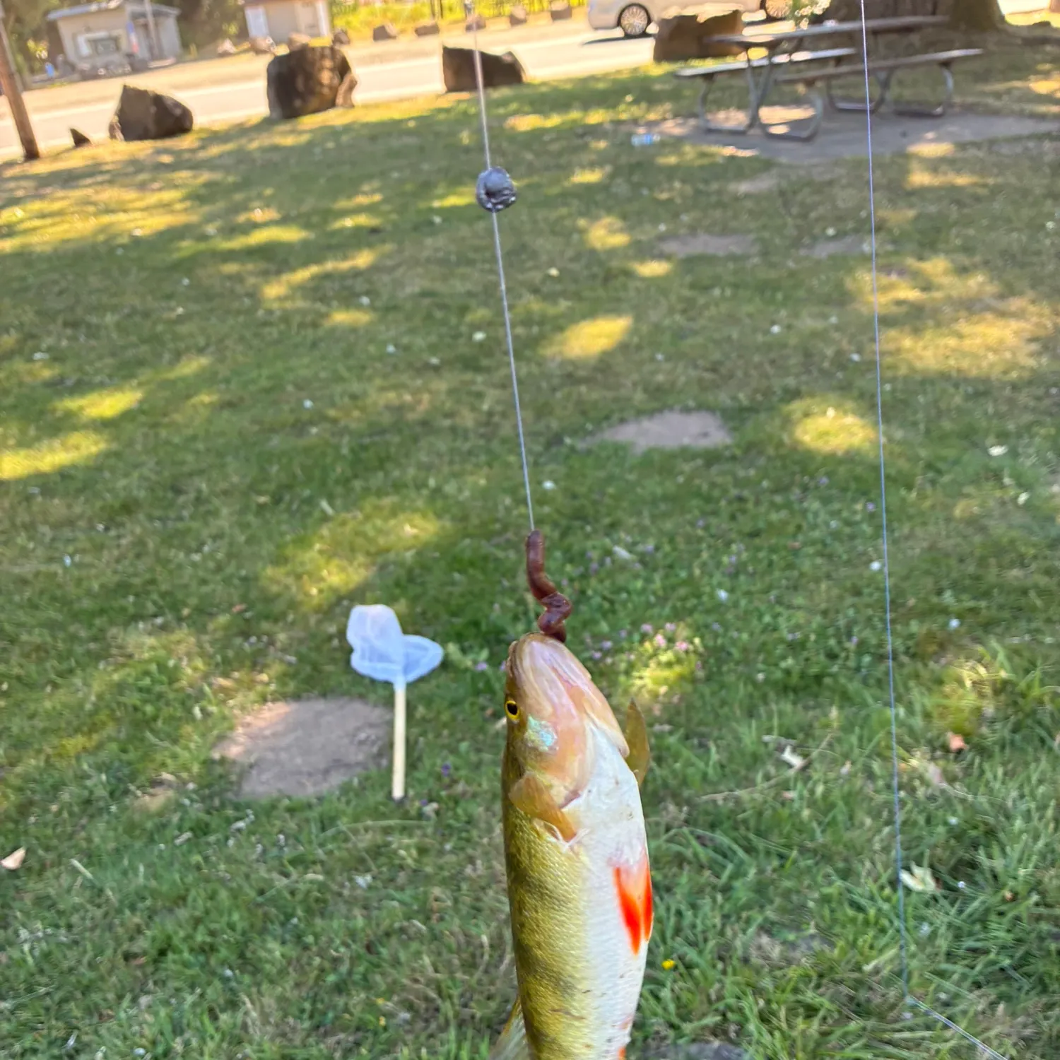 Fish caught on Fishbrain