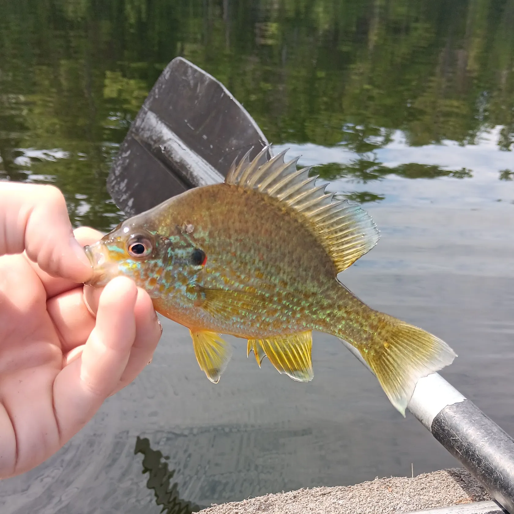 Pumpkinseed caught on Fishbrain