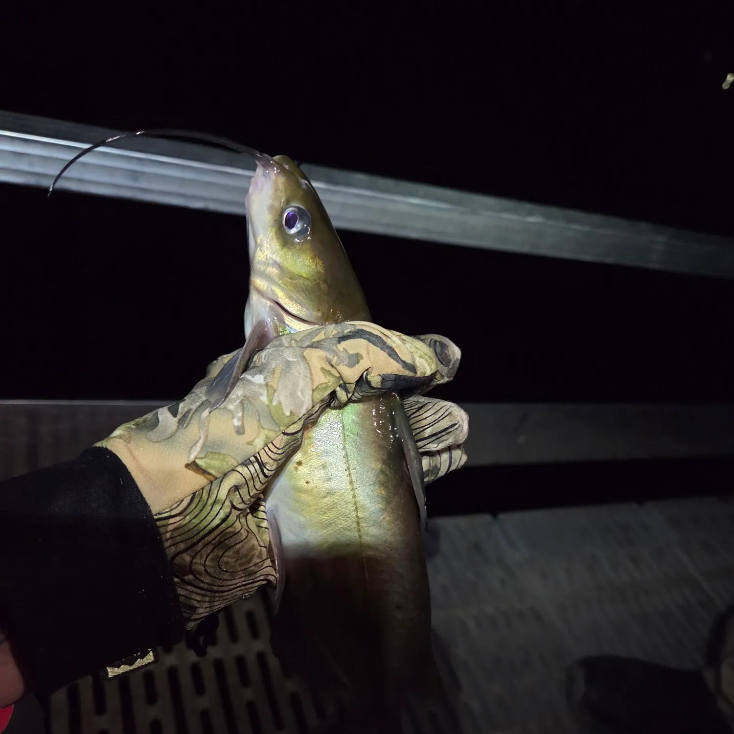 Channel catfish caught on Fishbrain