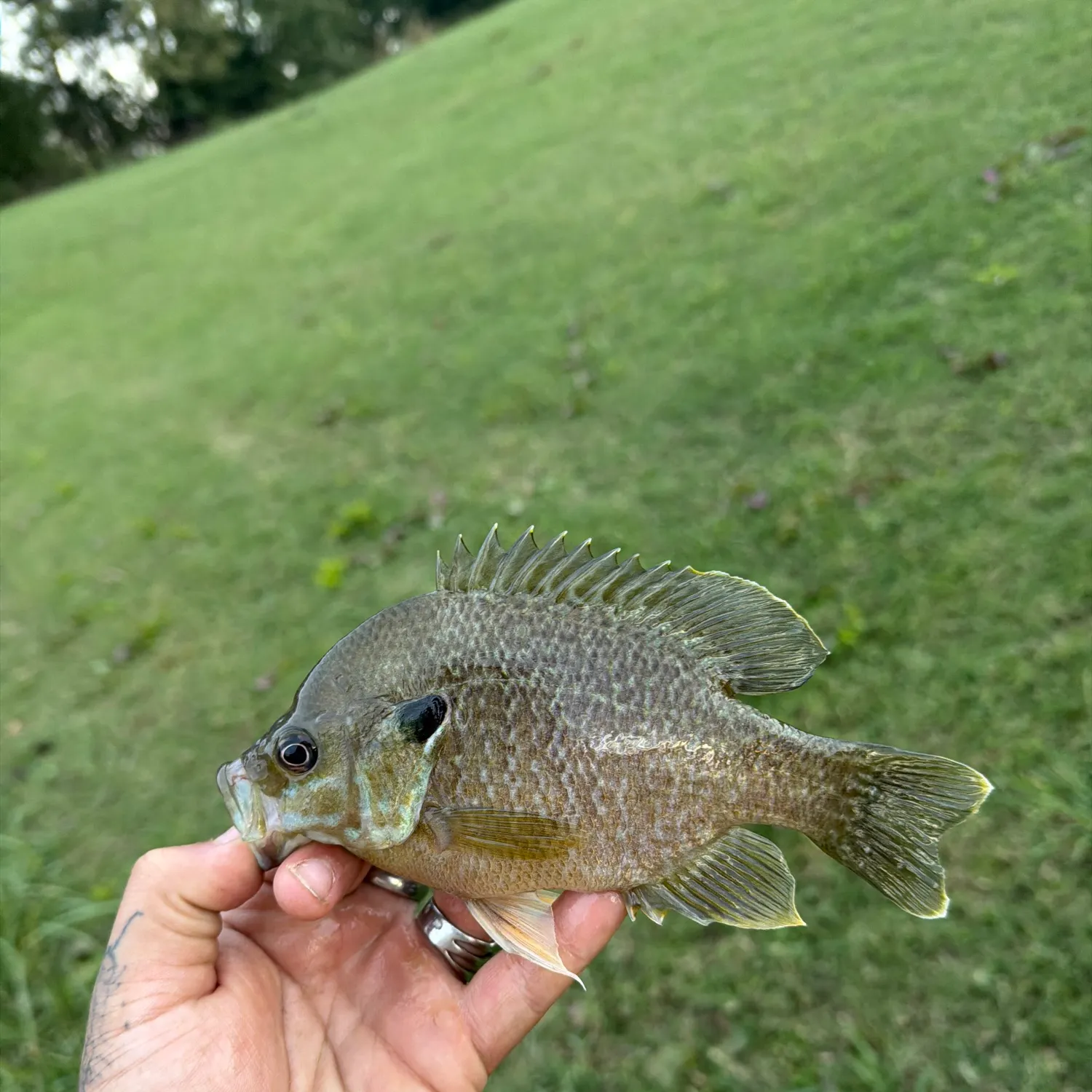 Greengill hybrid caught on Fishbrain
