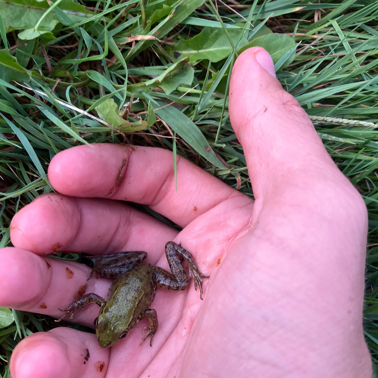 American bullfrog caught on Fishbrain