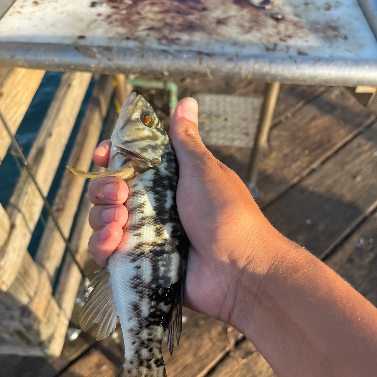 Kelp bass caught on Fishbrain