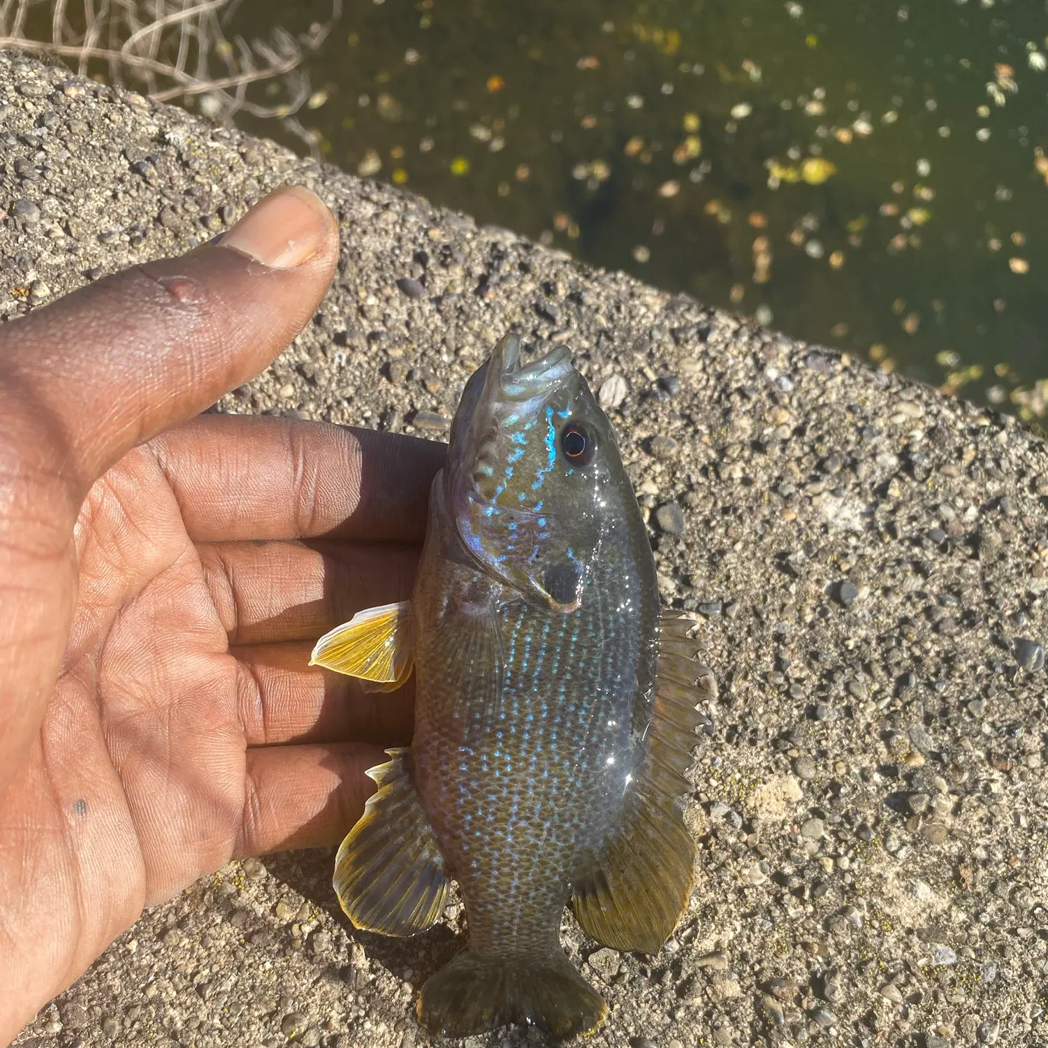 Green sunfish caught on Fishbrain