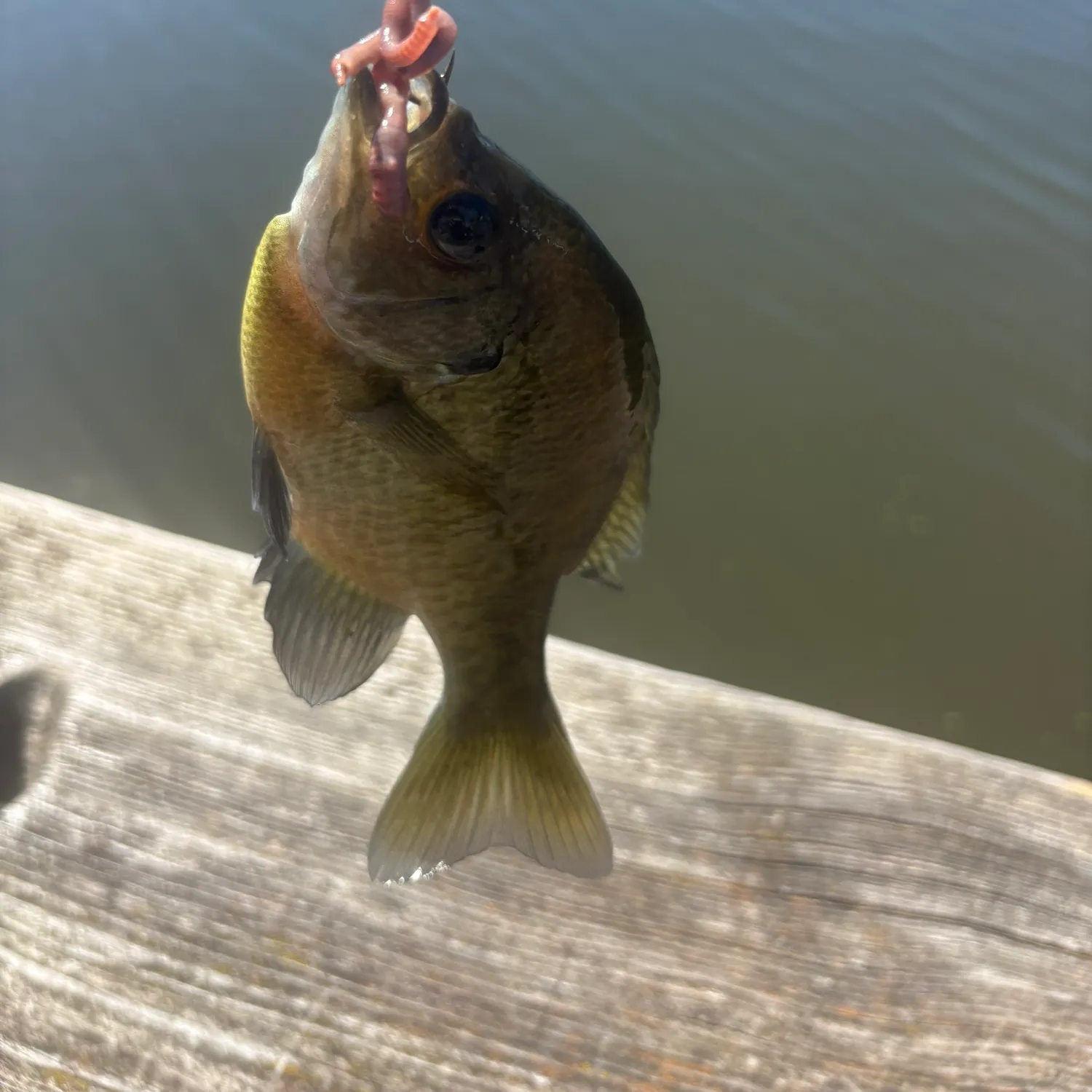 Bluegill caught on Fishbrain