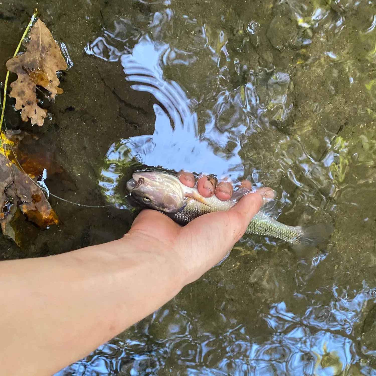 Creek chub caught on Fishbrain