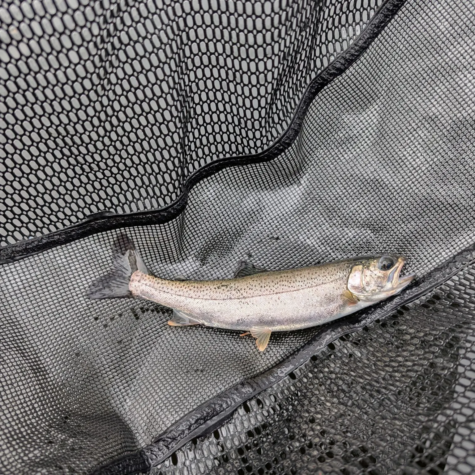 Rainbow trout caught on Fishbrain
