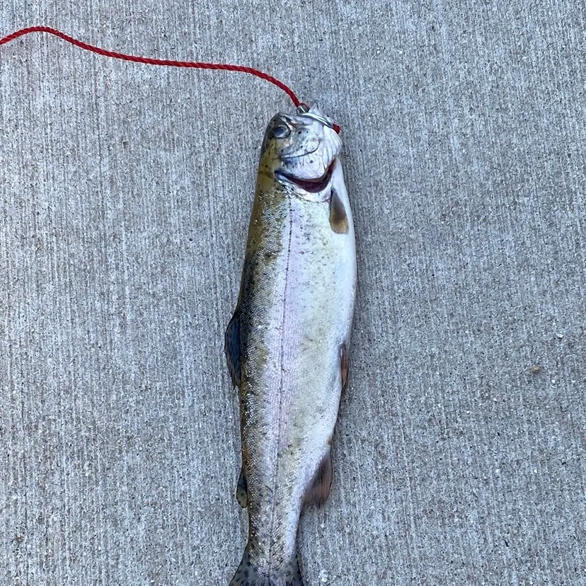 Rainbow trout caught on Fishbrain