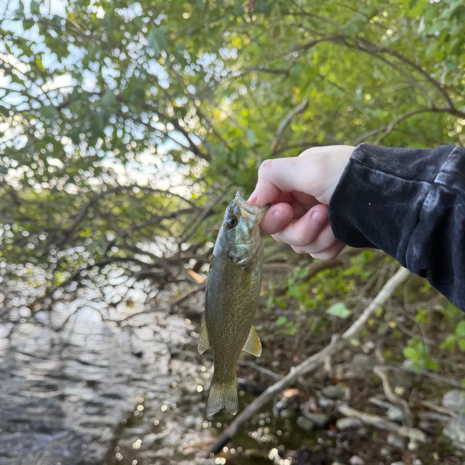Smallmouth bass caught on Fishbrain