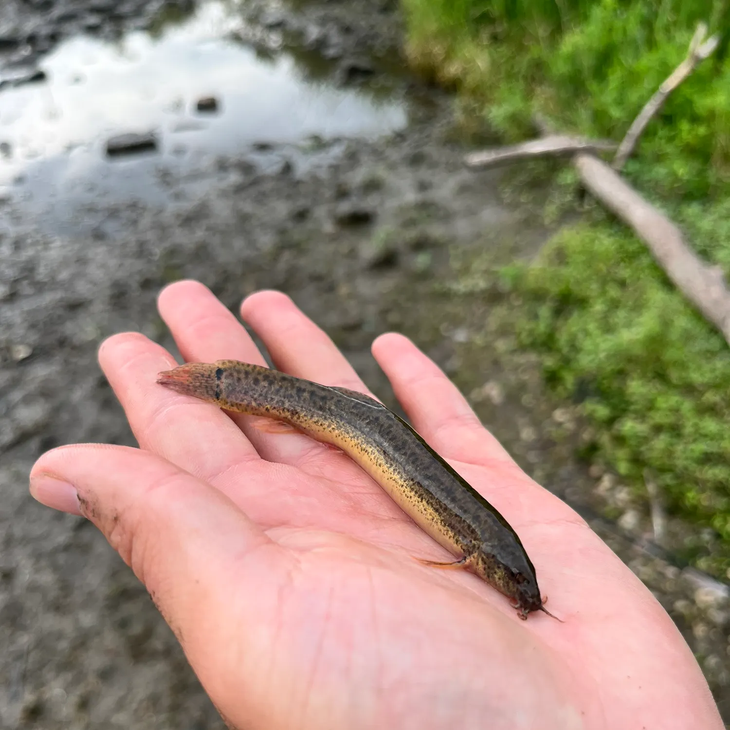 The most recent Weatherloach catches on Fishbrain