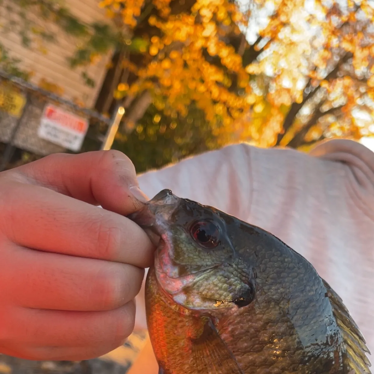 Bluegill caught on Fishbrain