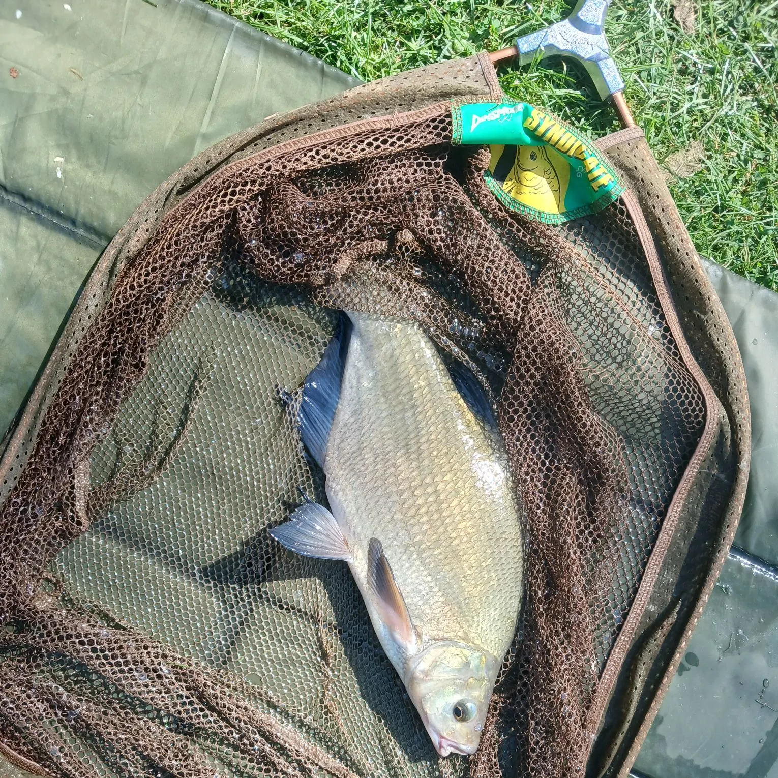 Common bream caught on Fishbrain
