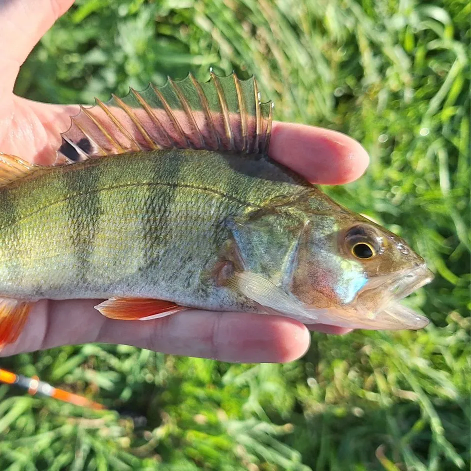 European perch caught on Fishbrain