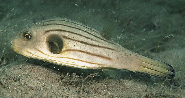 Narrow-lined puffer