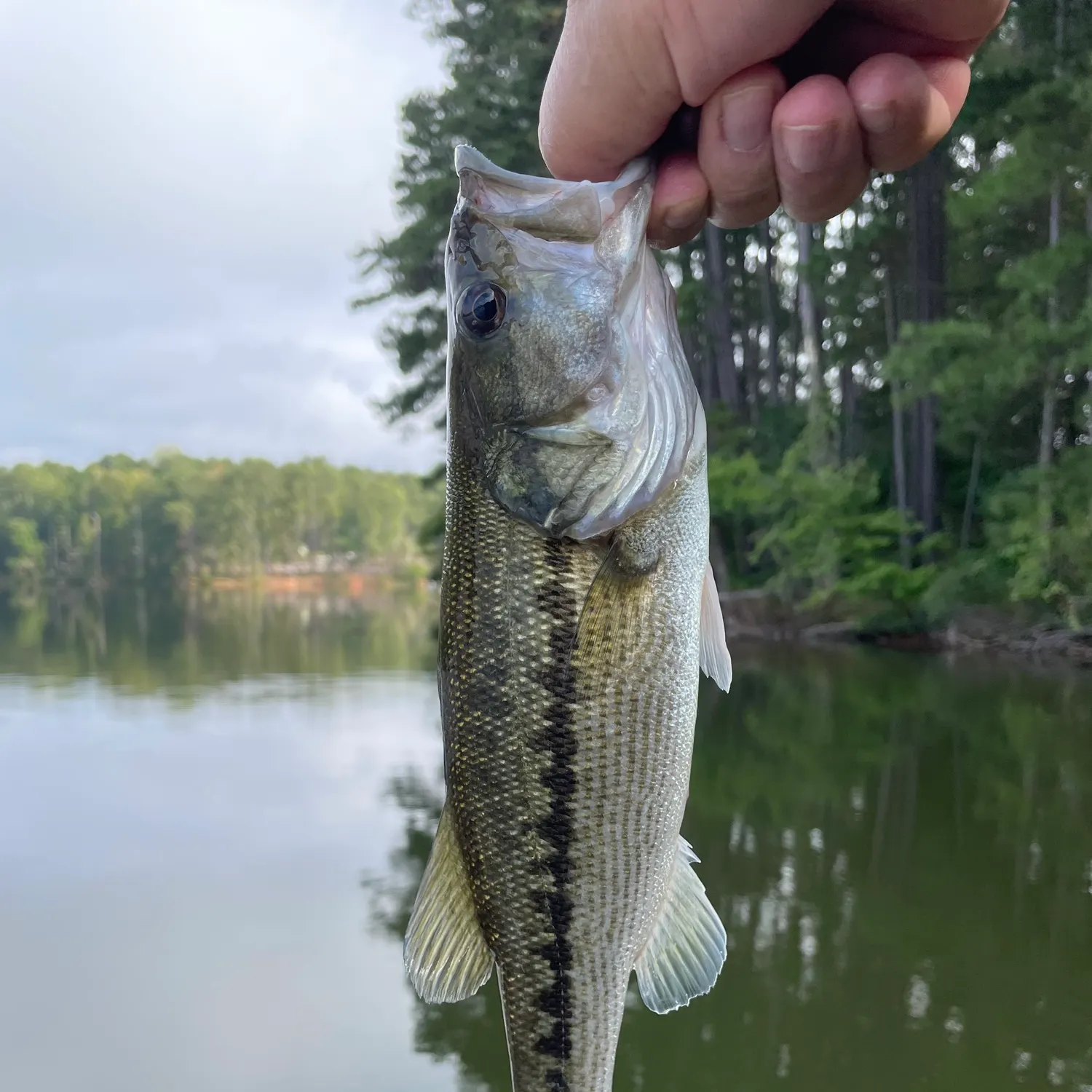Spotted bass caught on Fishbrain