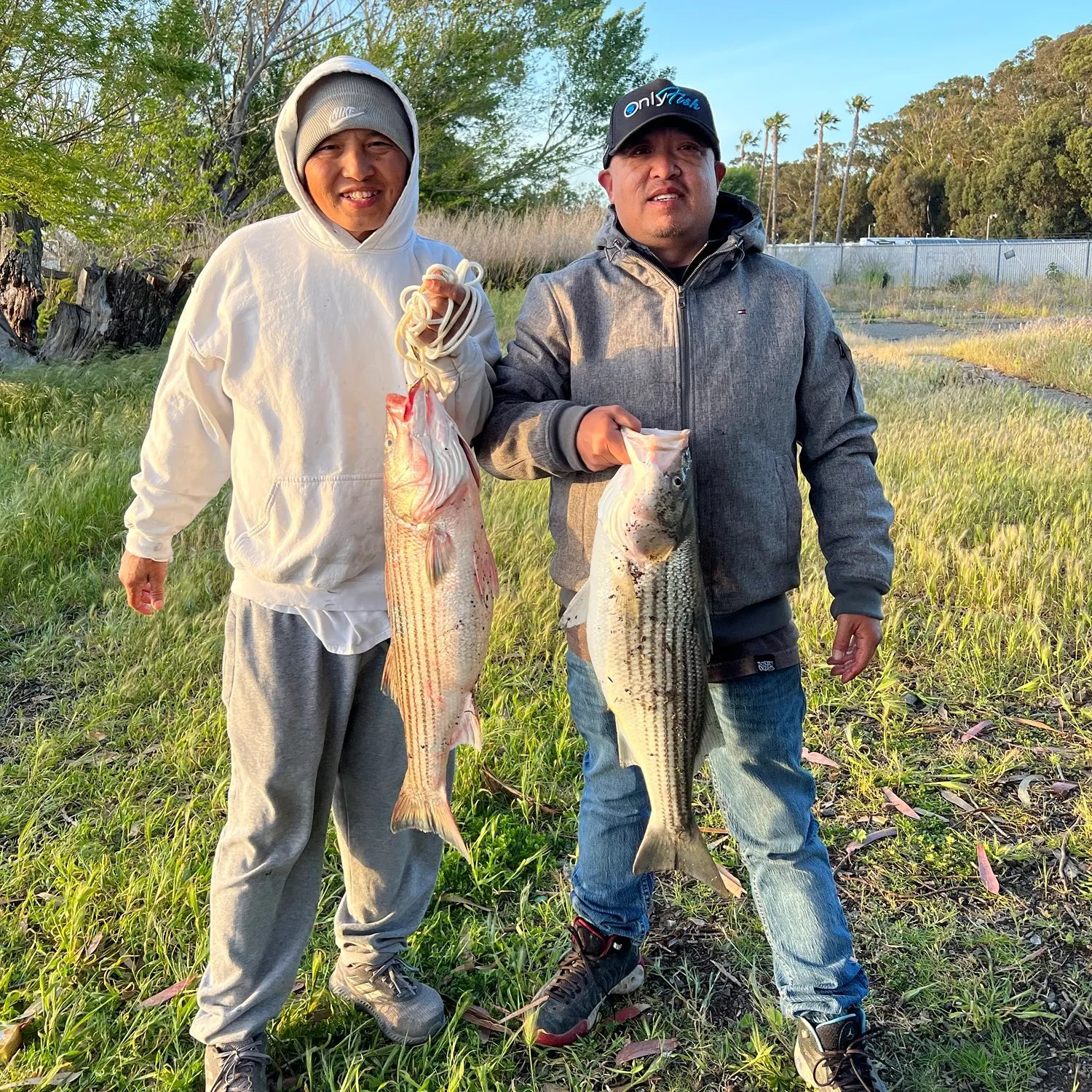 Striped bass caught on Fishbrain