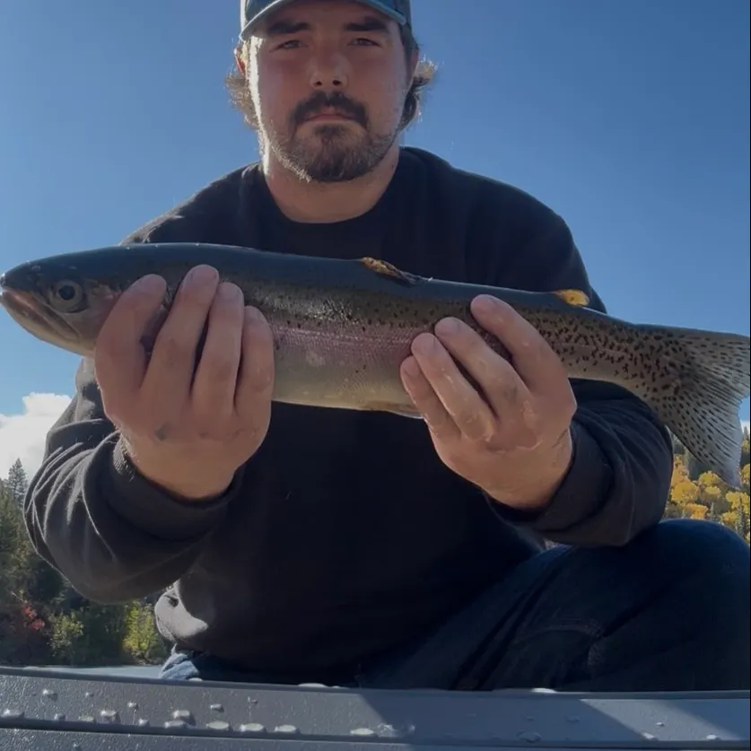 Rainbow trout caught on Fishbrain