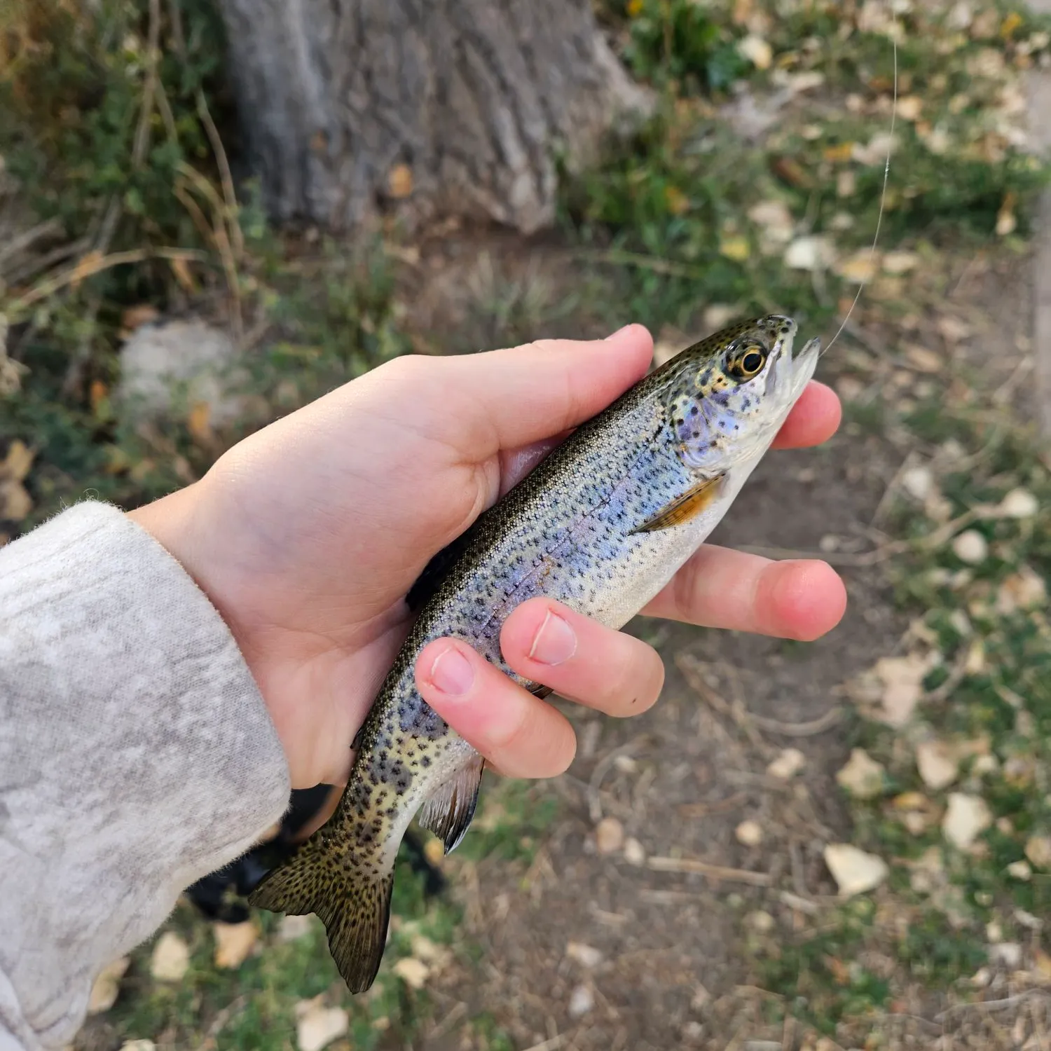 Rainbow trout caught on Fishbrain