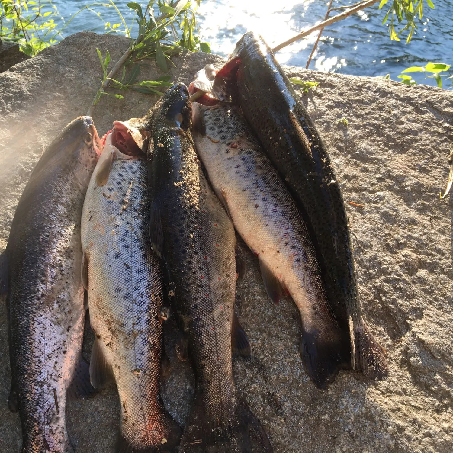 recently logged catches