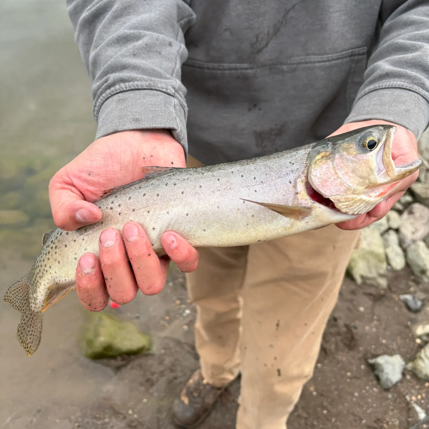 Cutthroat trout caught on Fishbrain