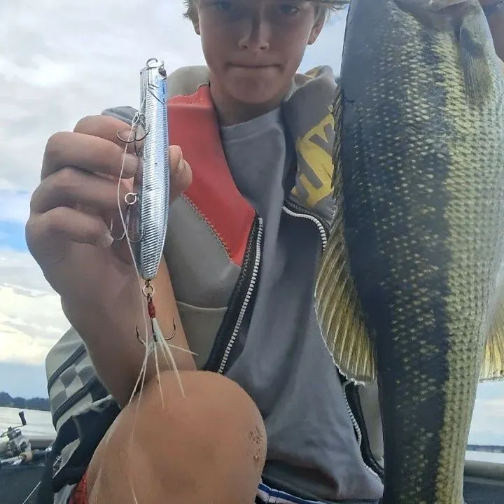 Spotted bass caught on Fishbrain