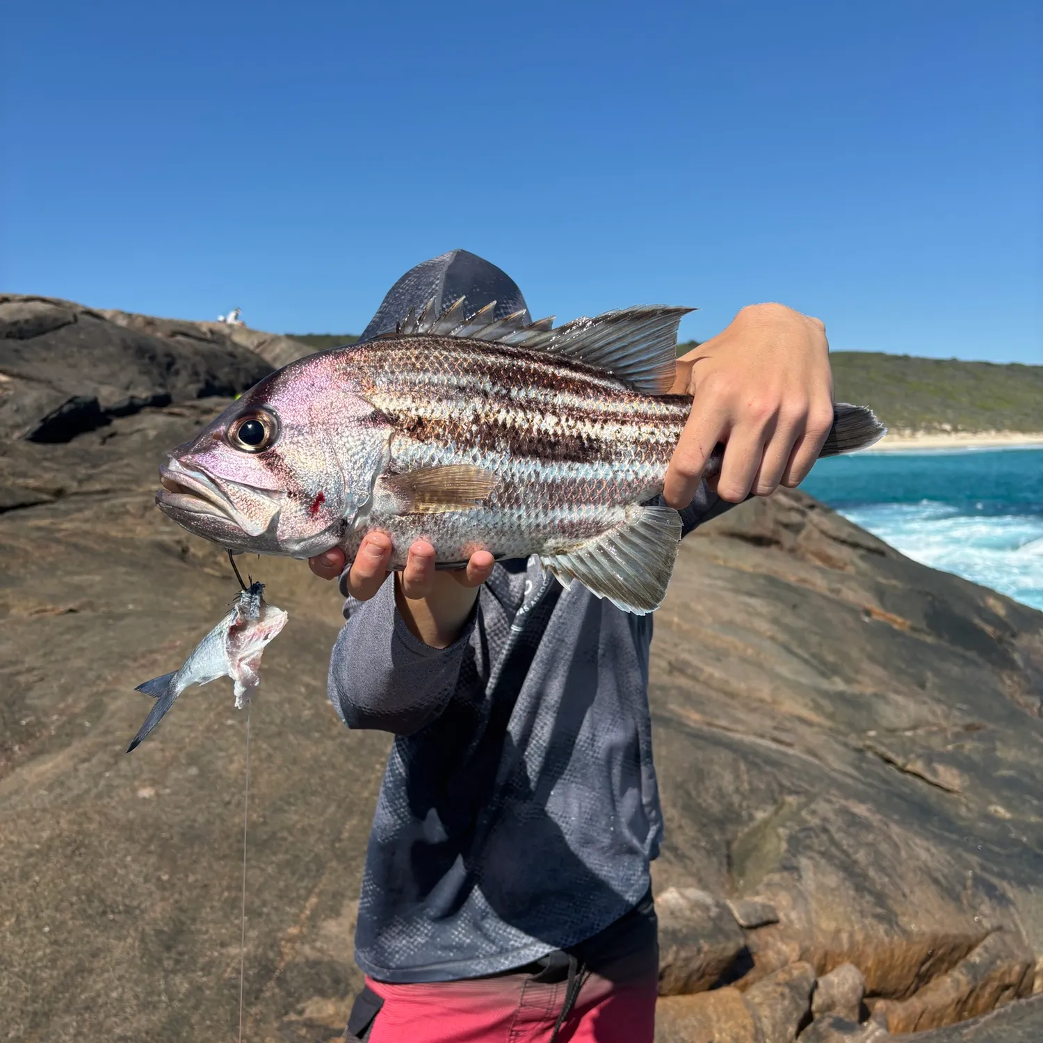The most recent Westralian jewfish catches on Fishbrain