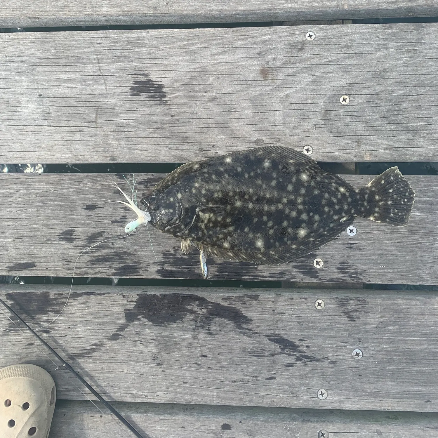 Summer flounder caught on Fishbrain