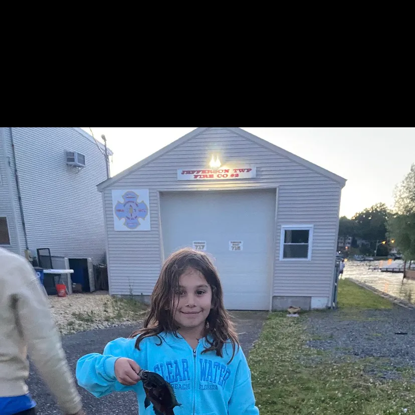 Black crappie caught on Fishbrain