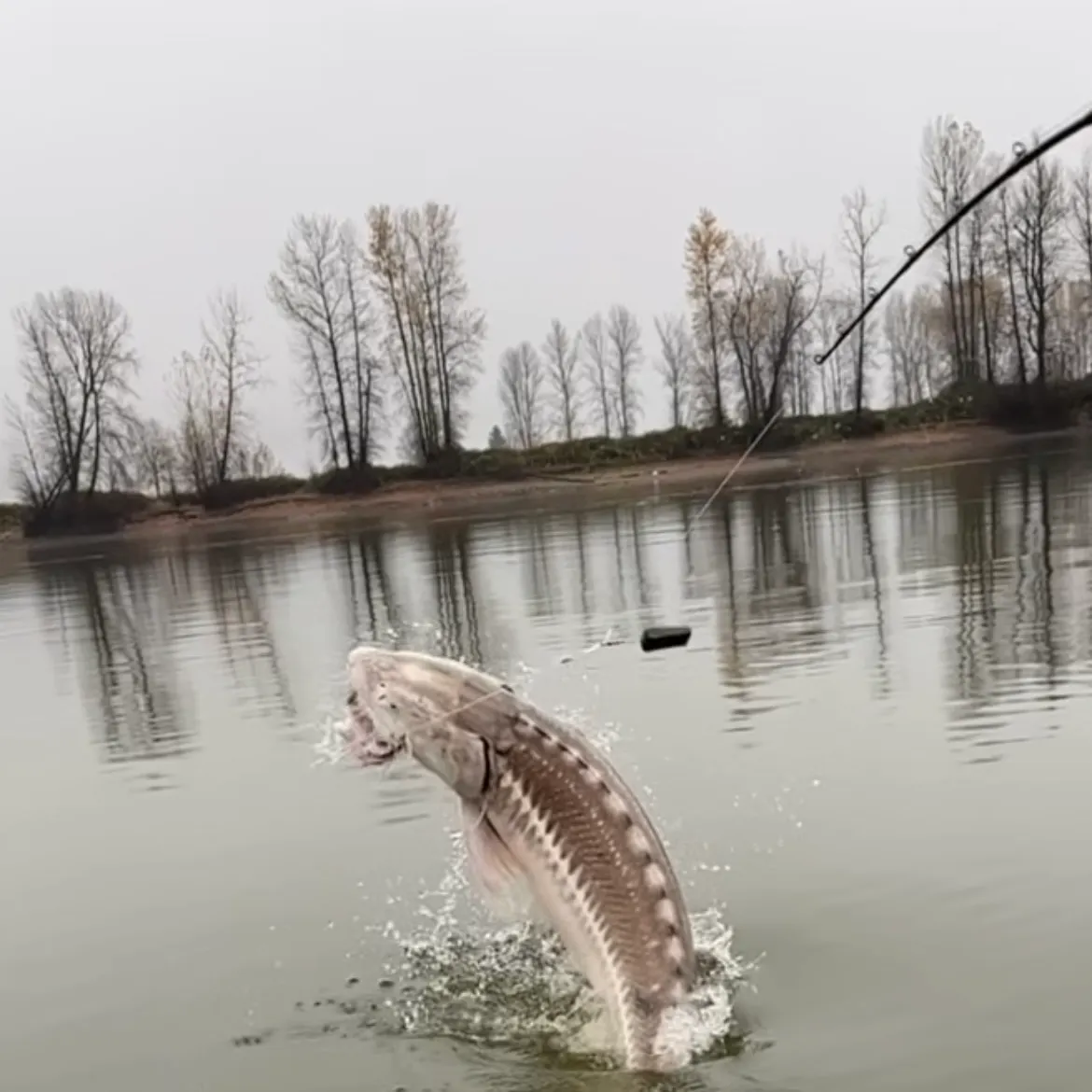 The most recent White sturgeon catches on Fishbrain
