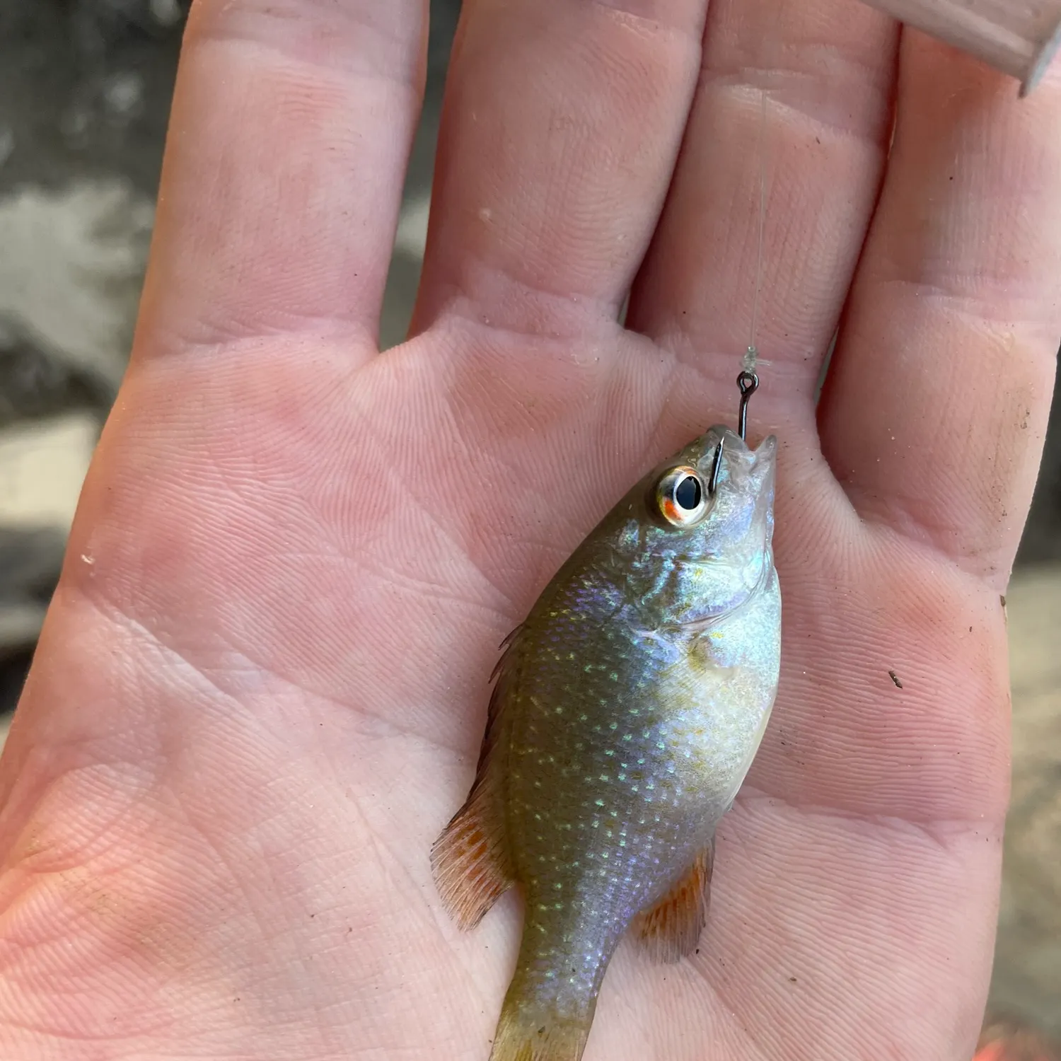 The most recent Dollar sunfish catches on Fishbrain