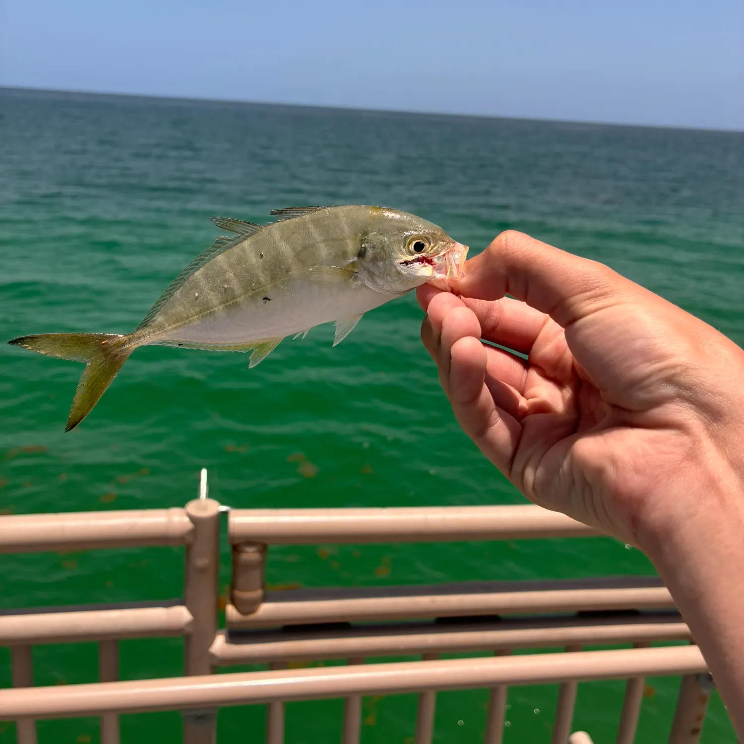 The most recent Yellowtail scad catches on Fishbrain