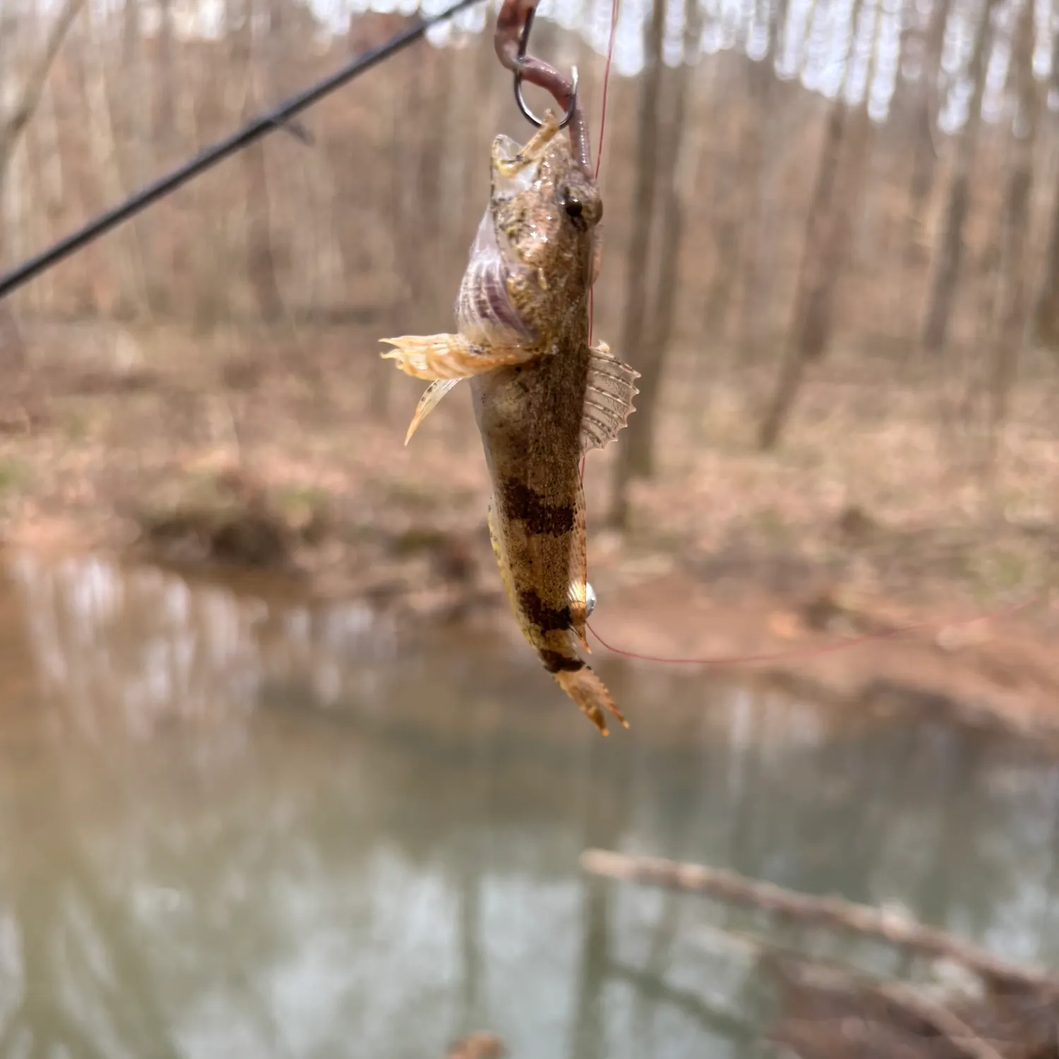 The most recent Banded sculpin catches on Fishbrain