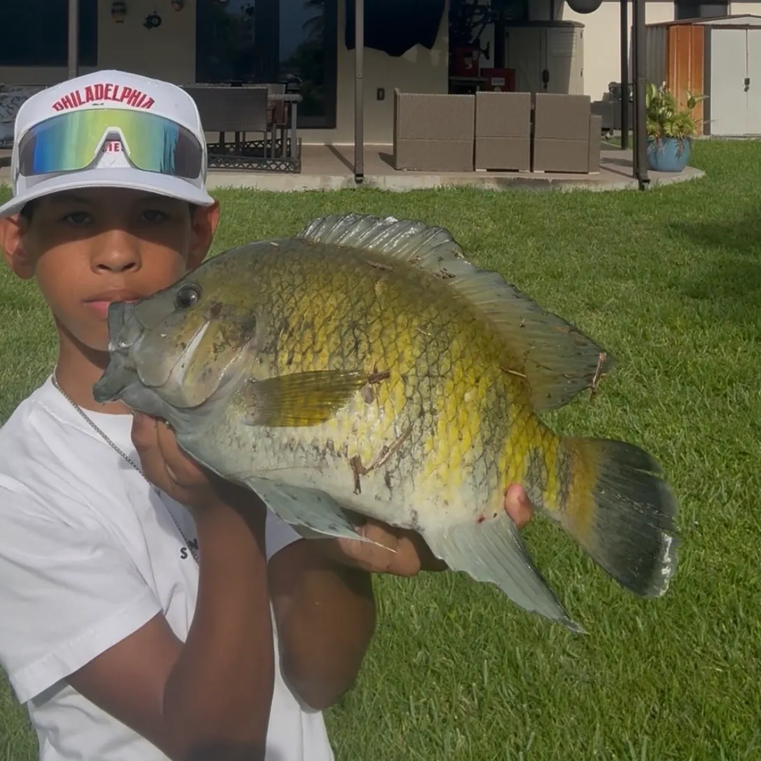 The most recent Zebra tilapia catches on Fishbrain