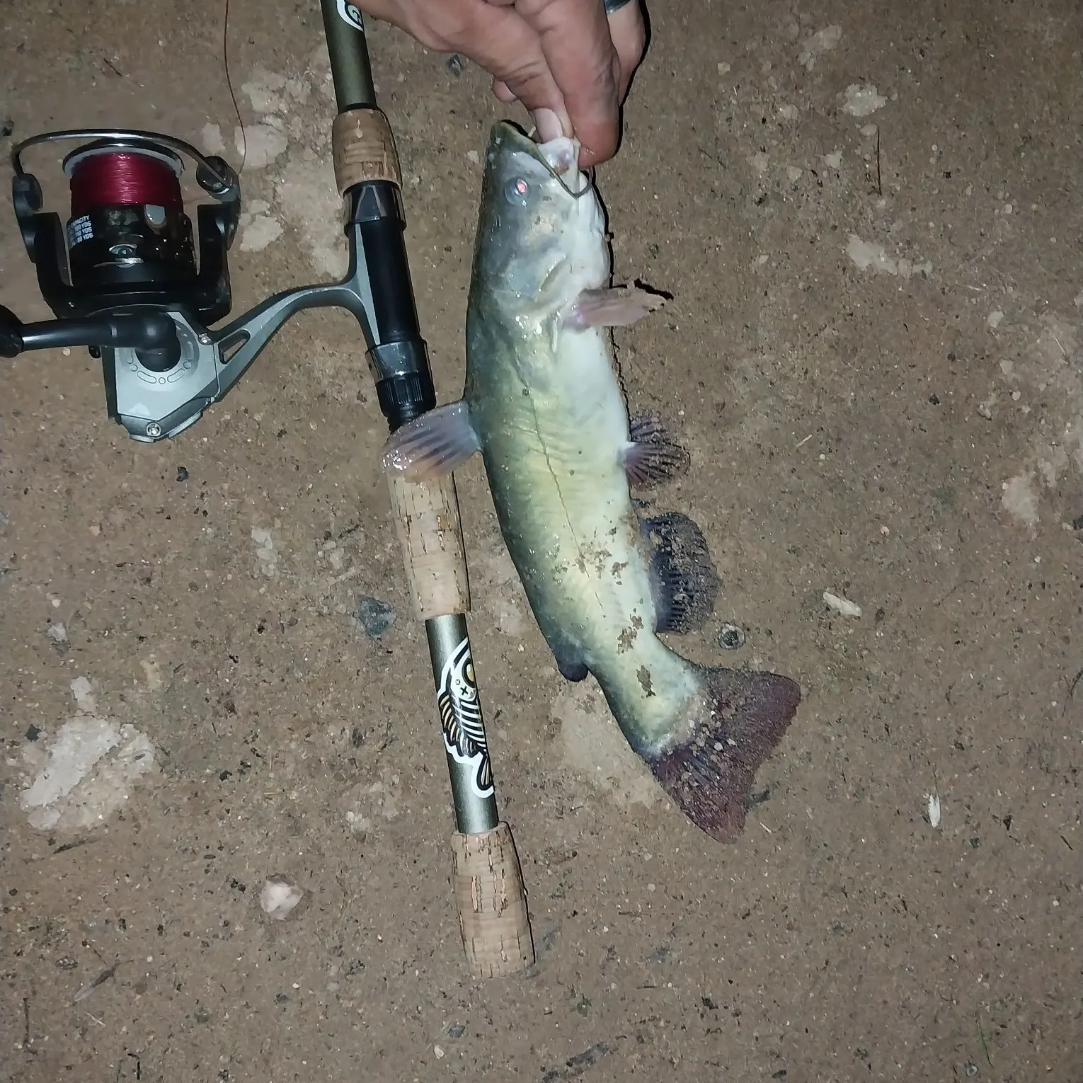 Channel catfish caught on Fishbrain