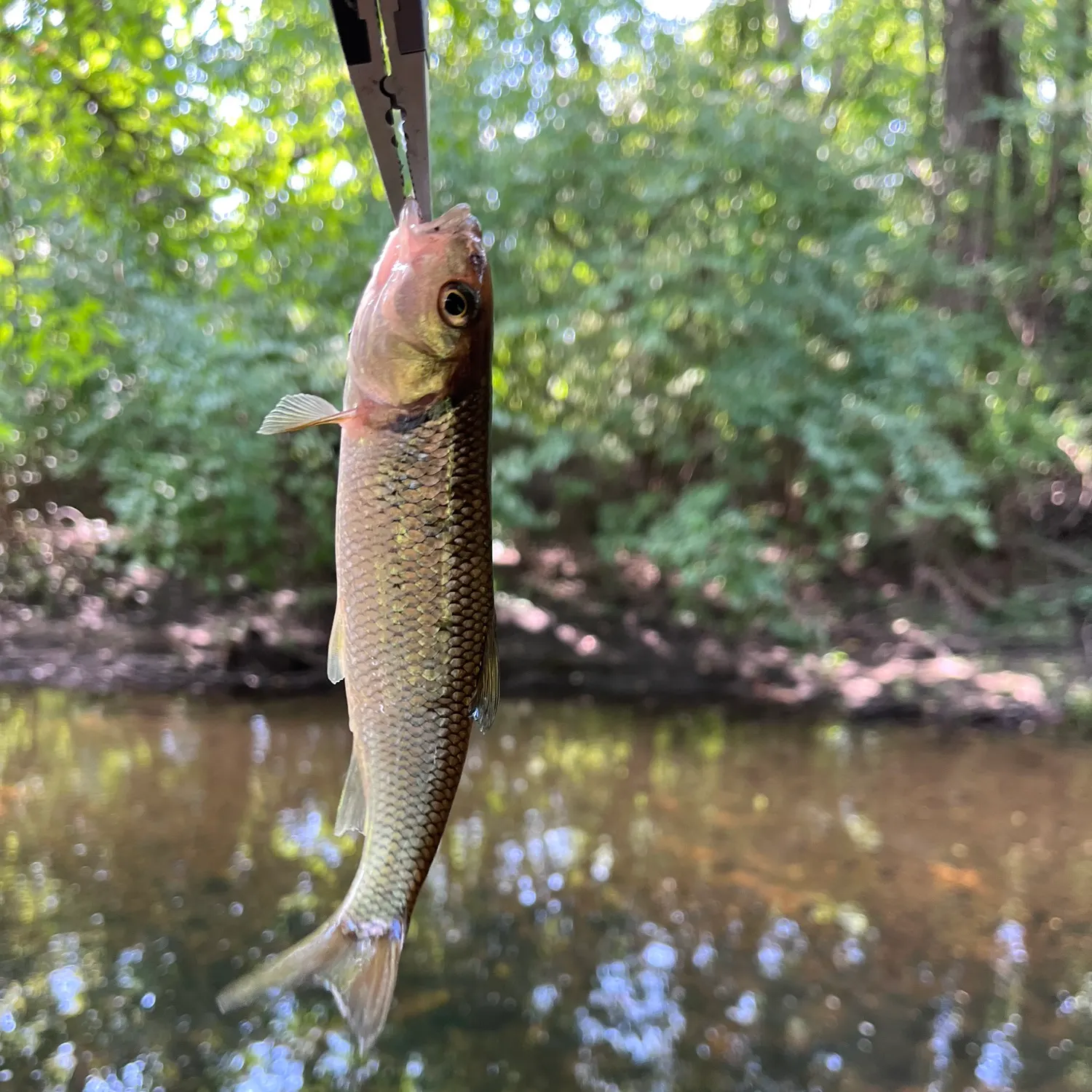 Fallfish caught on Fishbrain