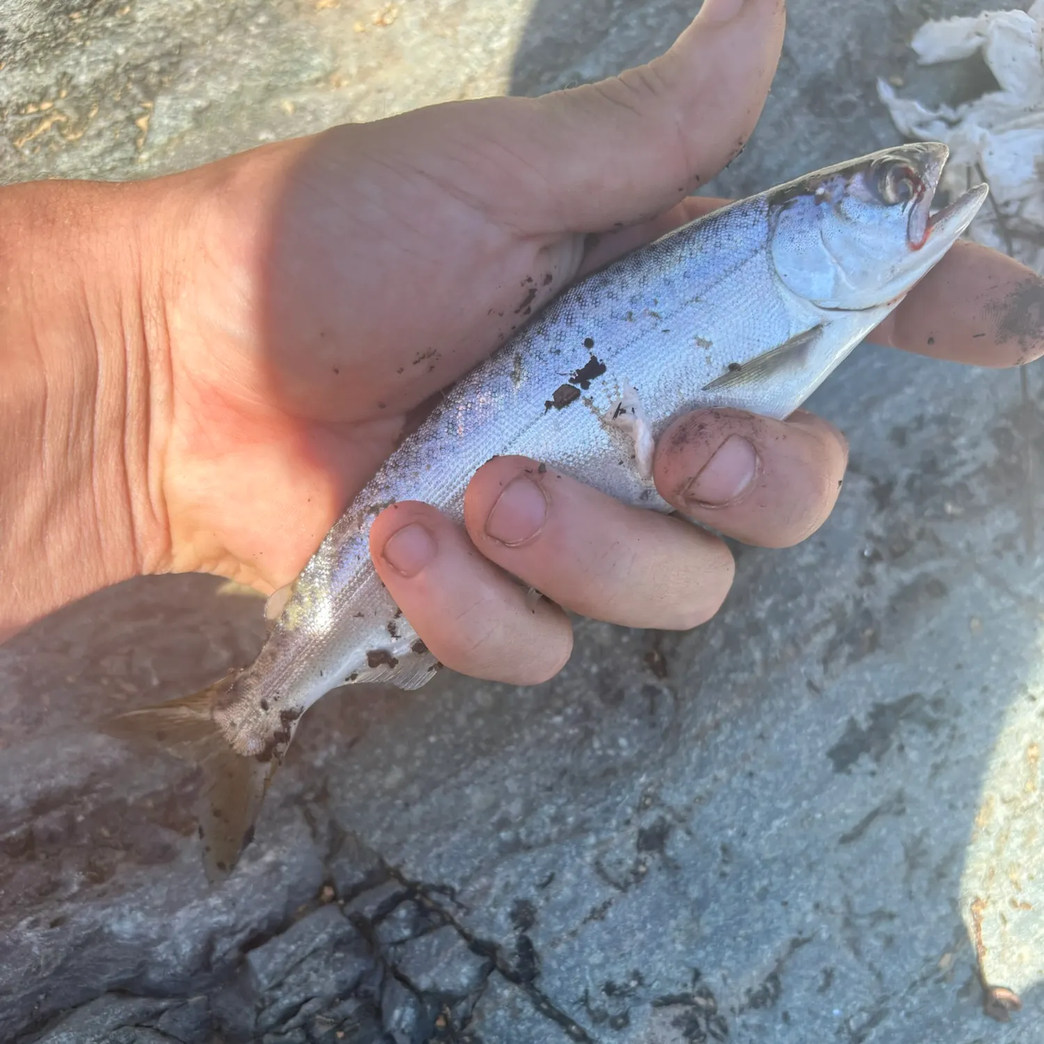 Fish caught on Fishbrain