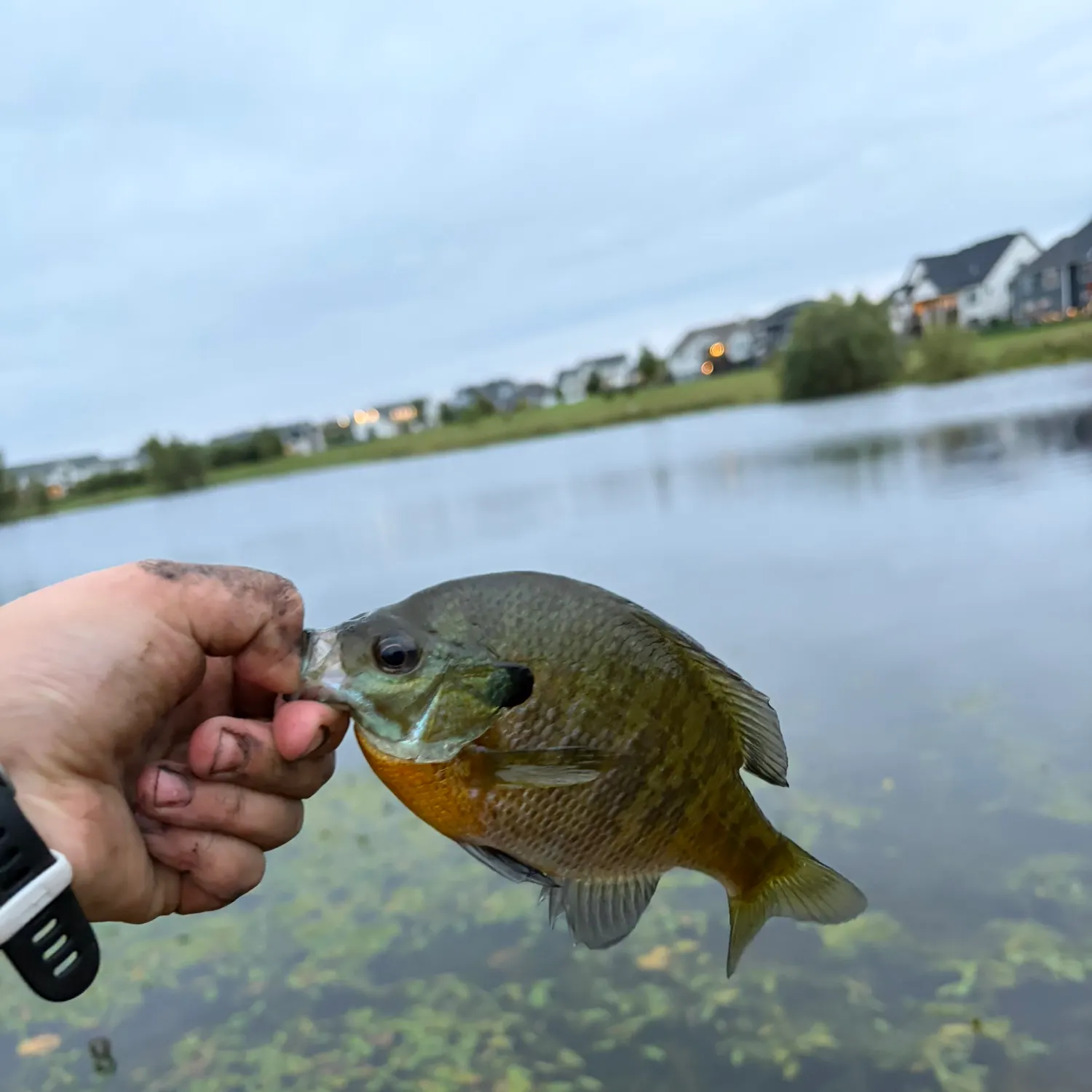 Bluegill caught on Fishbrain