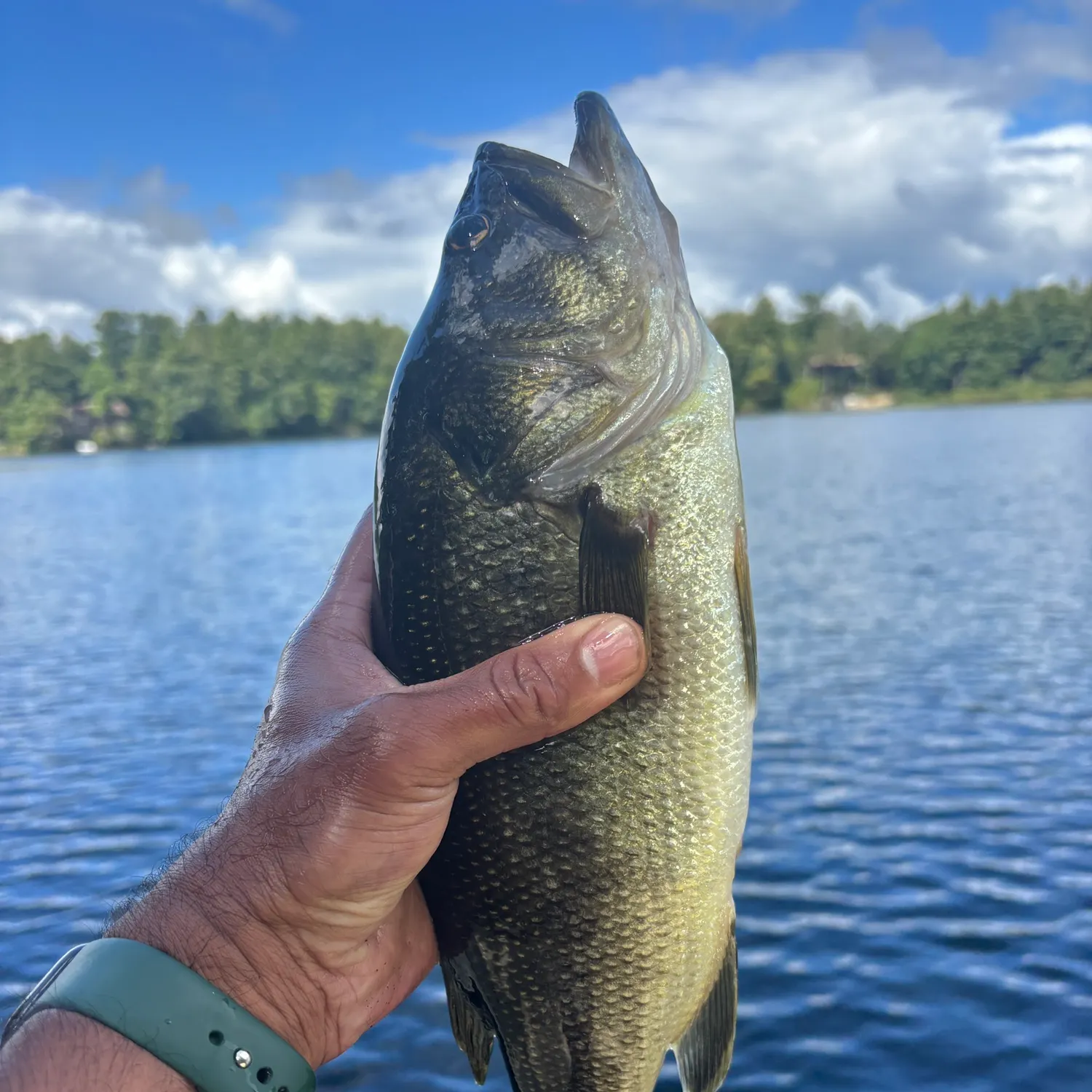 Smallmouth bass caught on Fishbrain