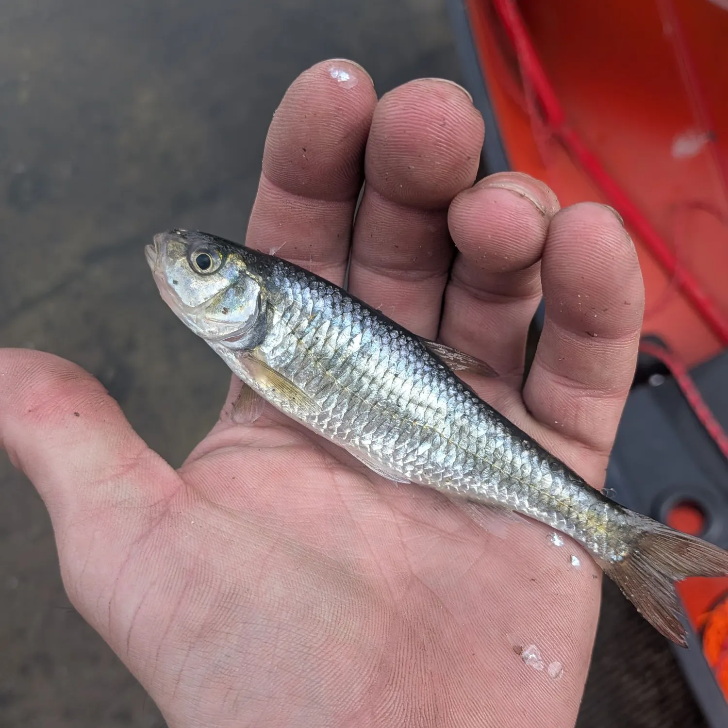 The most recent Spotfin shiner catches on Fishbrain