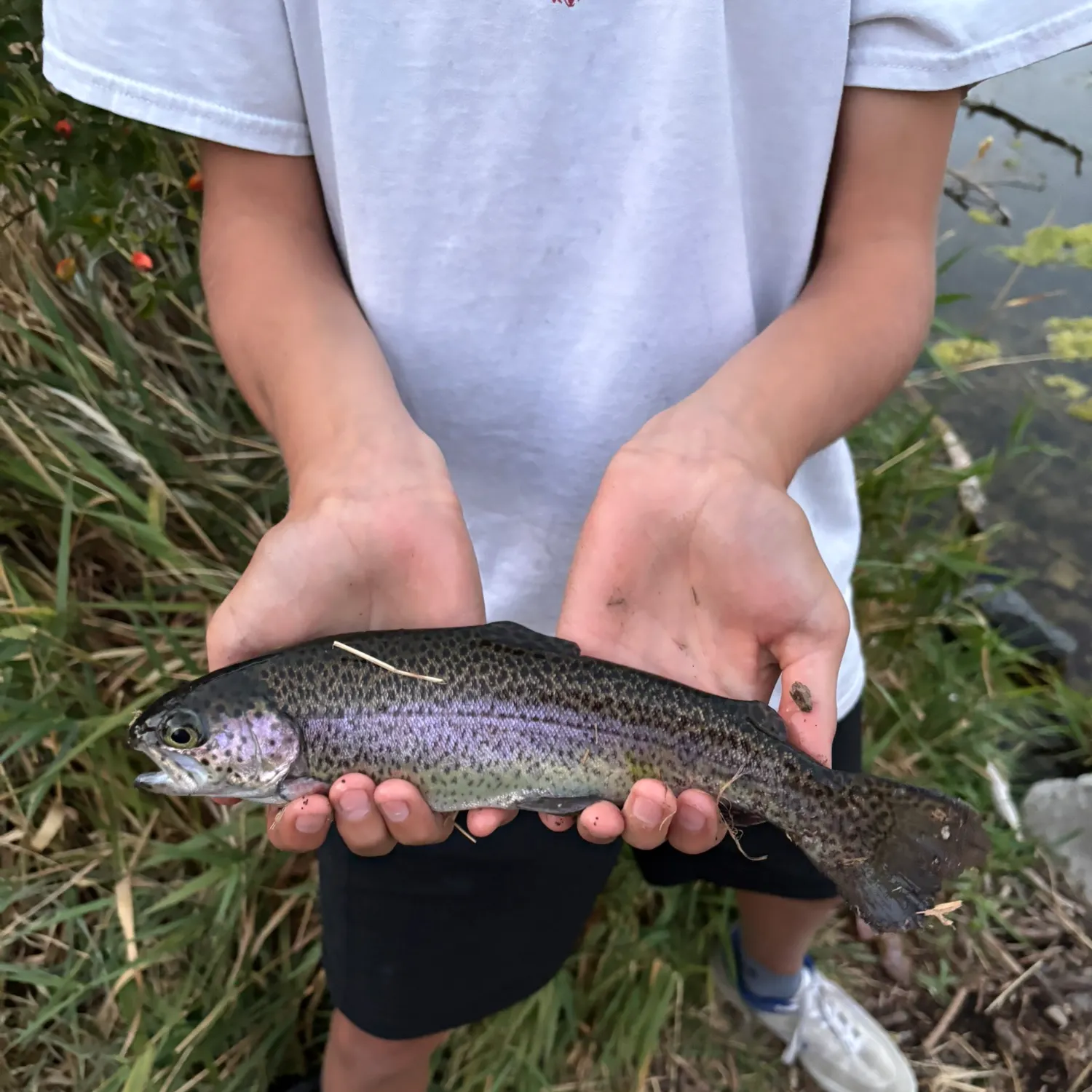Rainbow trout caught on Fishbrain