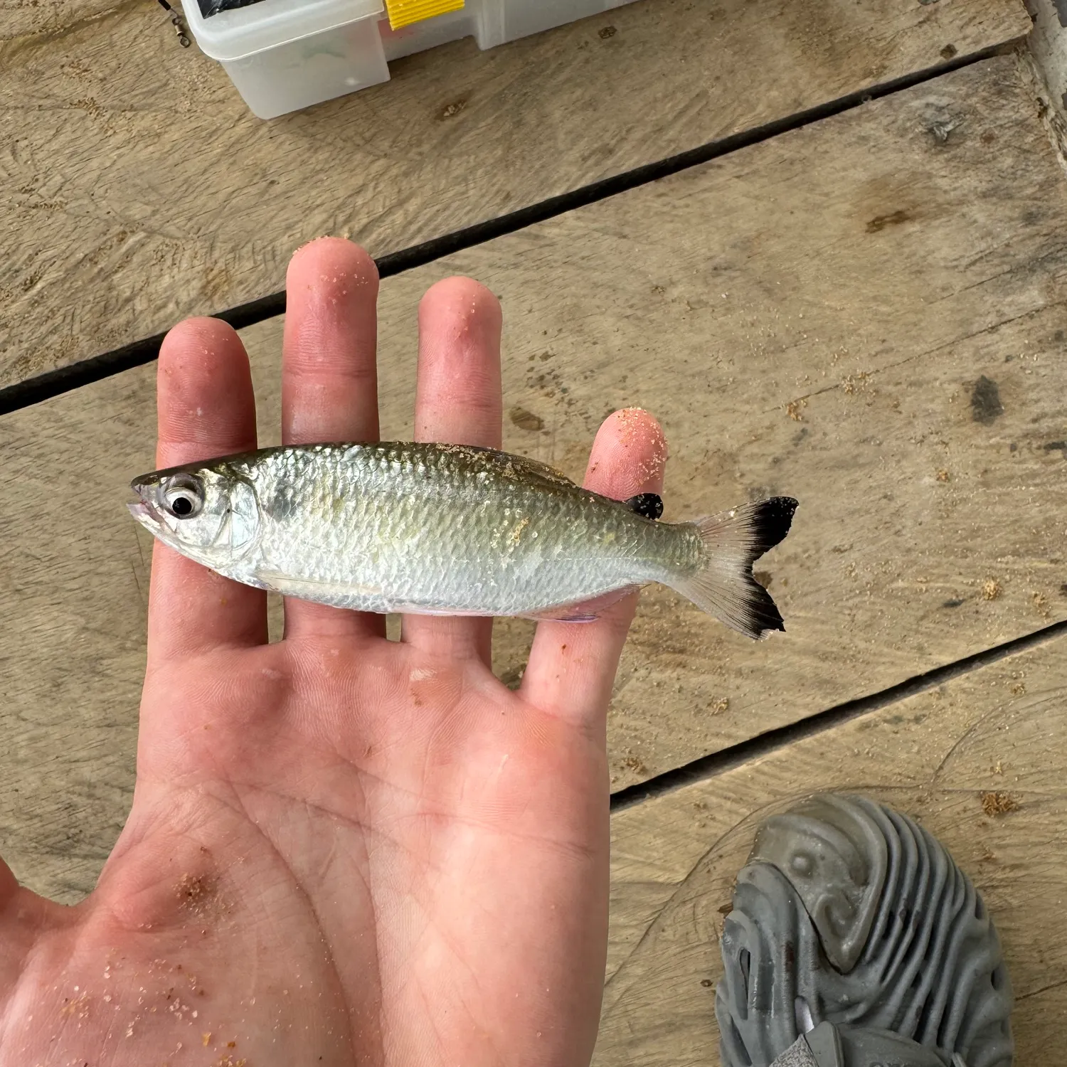 The most recent Mourning tetra catches on Fishbrain